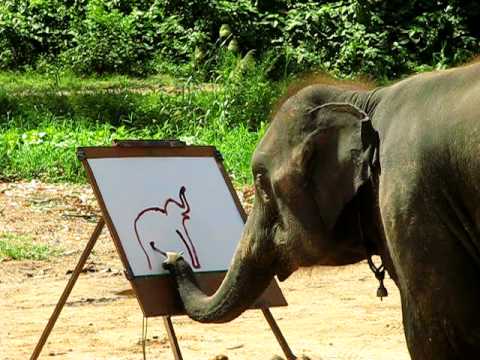 Настоящее чудо природы – слон! Смотри, что он делает!