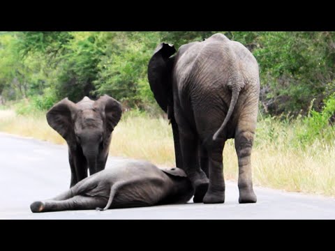 Этот слоненок упал, а дальше произошло нечто удивительное!