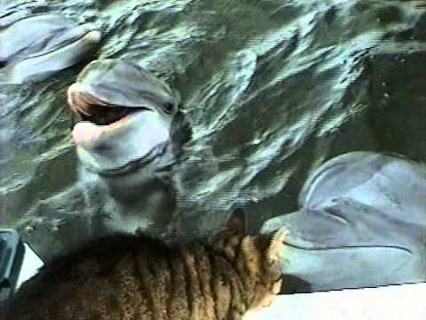 Этот кот опешил увидев дельфинов… Но смотри, как развивались события!