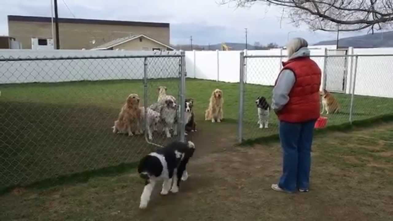 16 собак ждут команды, а смотри, что делает лабрадор!