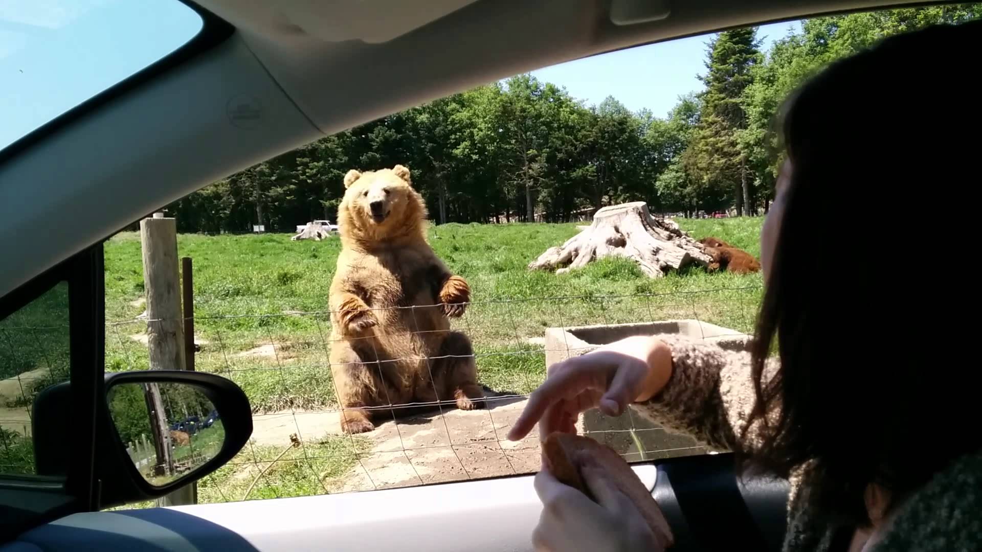 Она просто помахала медведю рукой… Смотри, что сделал он в ответ!