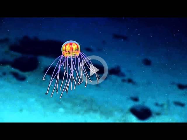 Смотри, какое невероятное существо обнаружили в глубинах океана!
