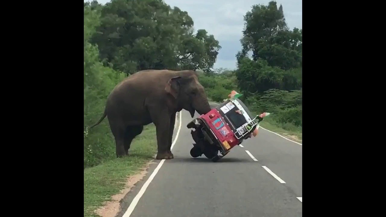 Эти туристы хотели покормить слона, но все было не так просто!