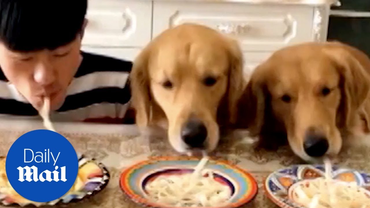 Это самое милое соревнование – кто быстрее съест спагетти!