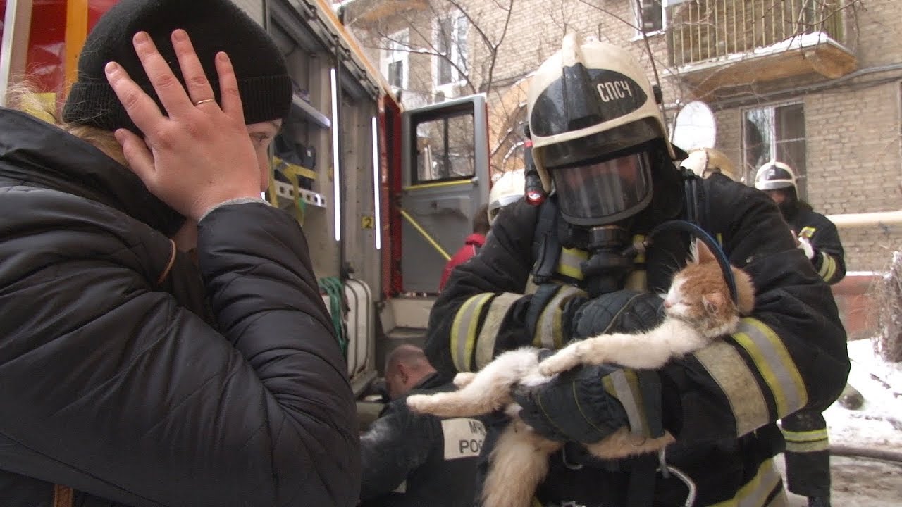 Эти пожарные откачали кота после спасения! Настоящие герои!