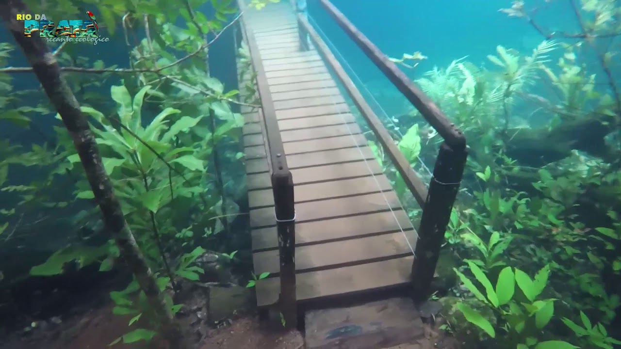 Волшебный тропический подводный лес в Бразилии! Посмотри!