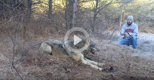 Этот волк попал лапой в капкан! Посмотри, как его спасали!